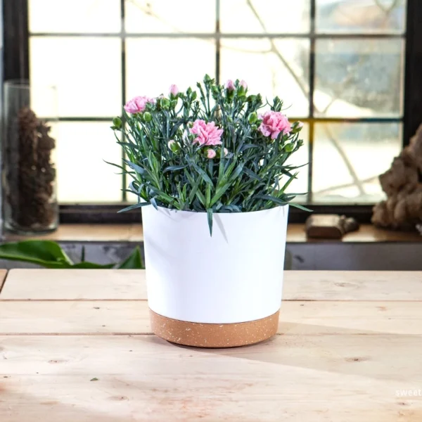 Plant Pot Circular Large Flowerpot Plastic Indoor Plants Succulent Planter with Drainage Bonsai Potted with Tray Home Decoration - Image 3